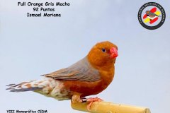 Fullorange-Gris-Macho