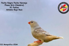 Pecho-Negro-Pecho-Naranja-Phaeo-Gris-Hembra