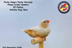 Pecho-Negro-Pecho-Naranja-Phaeo-bruno-Hembra