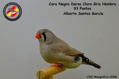 cara-negra-dorso-claro-gris-hembra-
