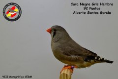 cara-negra-gris-hembra
