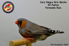 cara-negra-gris-macho