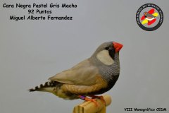 cara-negra-pastel-gris-macho