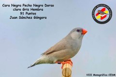 cara-negra-pecho-negro-dorso-claro-hembra