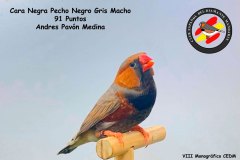 cara-negra-pecho-negro-gris