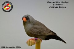 charcoal-gris-hembra