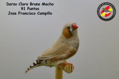 dorso-claro-bruno-macho