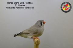 dorso-claro-gris-hembra