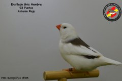 ensillado-bruno-hembra