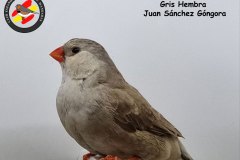 full-orange-dorso-claro-gris-hembra