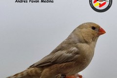 fullorange-phaeo-gris-hembra