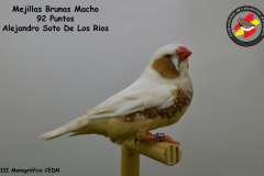 mejillas-brunas-macho