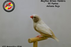 mejillas-grises-hembra