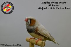 mejillas-grises-macho