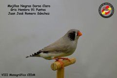 mejillas-negras-dorso-claro-gris-hembra