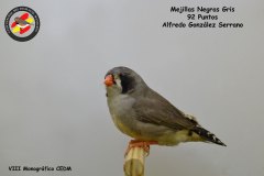 mejillas-negras-gris-hembra