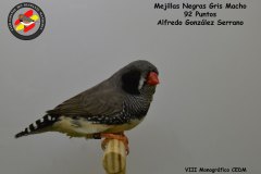 mejillas-negras-gris-macho