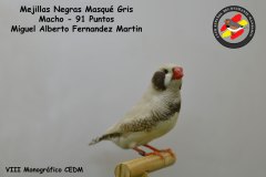 mejillas-negras-masque-gris-macho