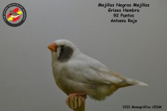 mejillas-negras-mejillas-grises-hembra