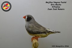 mejillas-negras-pastel-gris-macho