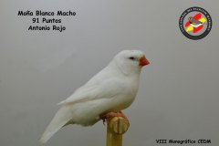 mona-blanco-macho