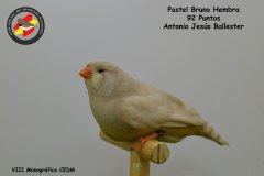 pastel-bruno-hembra-