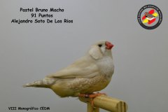 pastel-bruno-macho