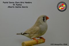 pastel-dorso-claro-gris-hembra