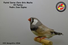 pastel-dorso-claro-gris-macho