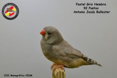 pastel-gris-hembra-
