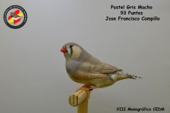 pastel-gris-macho