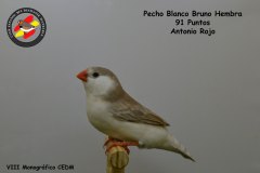 pecho-blanco-bruno-hembra