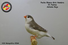 pecho-blanco-gris-hembra