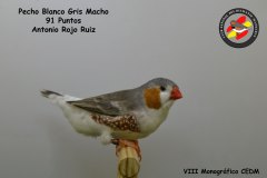 pecho-blanco-gris-macho