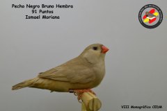 pecho-negro-bruno-hembra