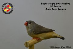 pecho-negro-gris-hembra