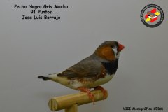 pecho-negro-gris-macho