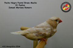 pecho-negro-pastel-bruno-macho