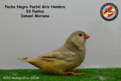 pecho-negro-pastel-gris-hembra