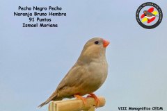 pecho-negro-pecho-naranja-bruno-hembra