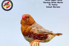 pecho-negro-pecho-naranja-bruno-macho