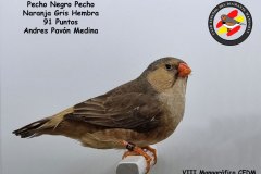 pecho-negro-pecho-naranja-gris-Hembra