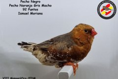 pecho-negro-pecho-naranja-gris-macho