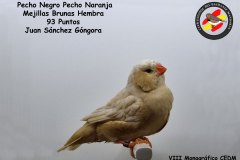 pecho-negro-pecho-naranja-mejillas-brunas-hembra