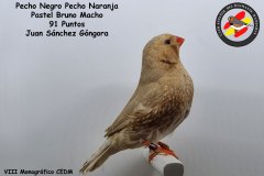 pecho-negro-pecho-naranja-pastel-bruno-macho