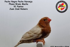 pecho-negro-pecho-naranja-phaeo-bruno-macho