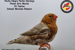 pecho-negro-pecho-naranja-phaeo-gris-macho