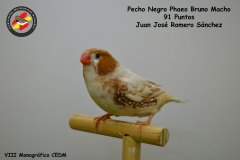 pecho-negro-phaeo-bruno-macho