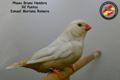 phaeo-bruno-hembra