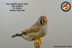 pico-amarillo-dorso-claro-hembra